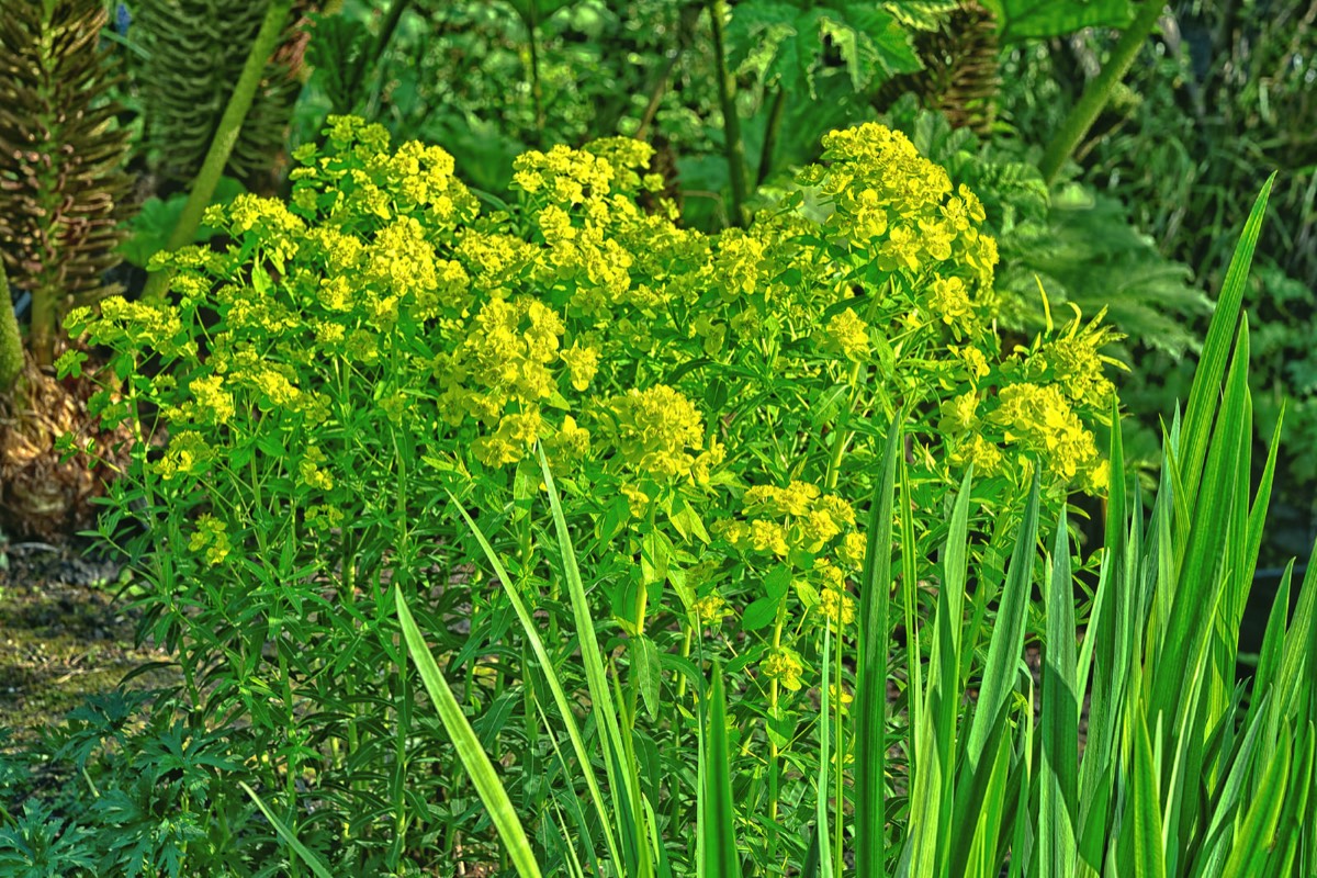 MAYDAY 2017 VISIT TO THE BOTANIC GARDENS 016