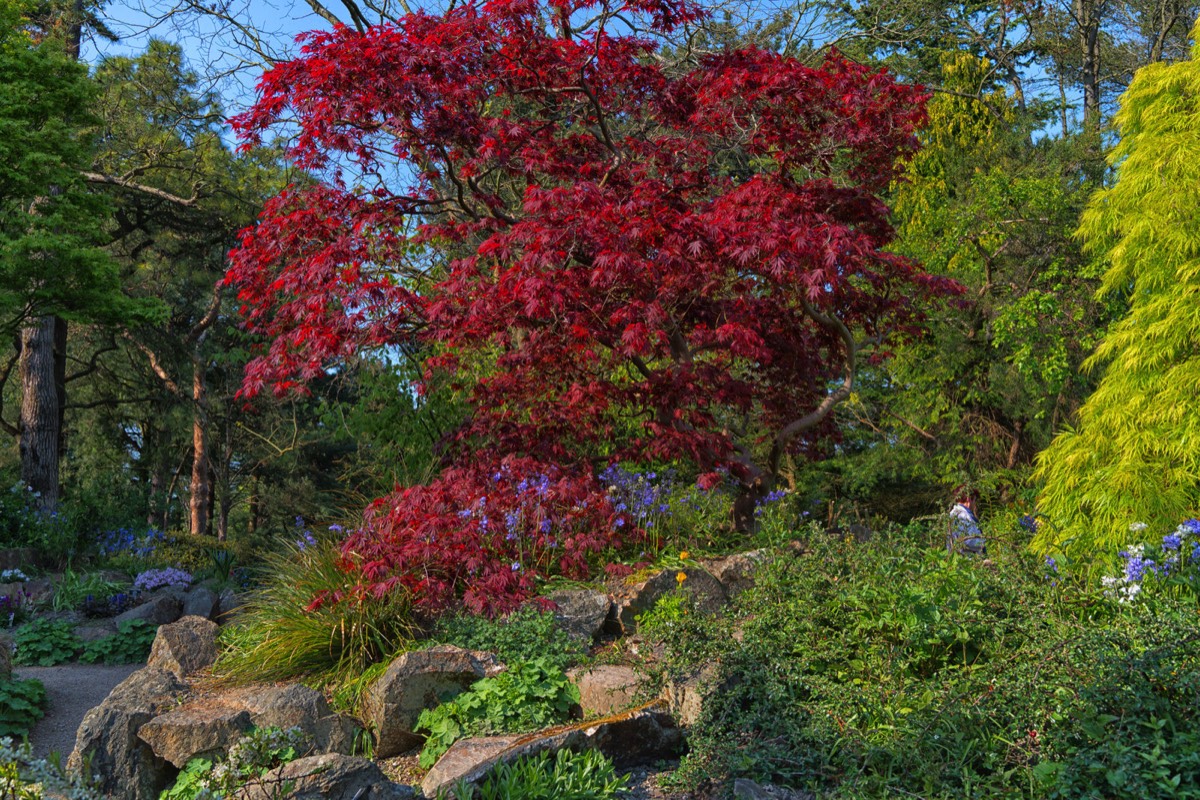 MAYDAY 2017 VISIT TO THE BOTANIC GARDENS 019