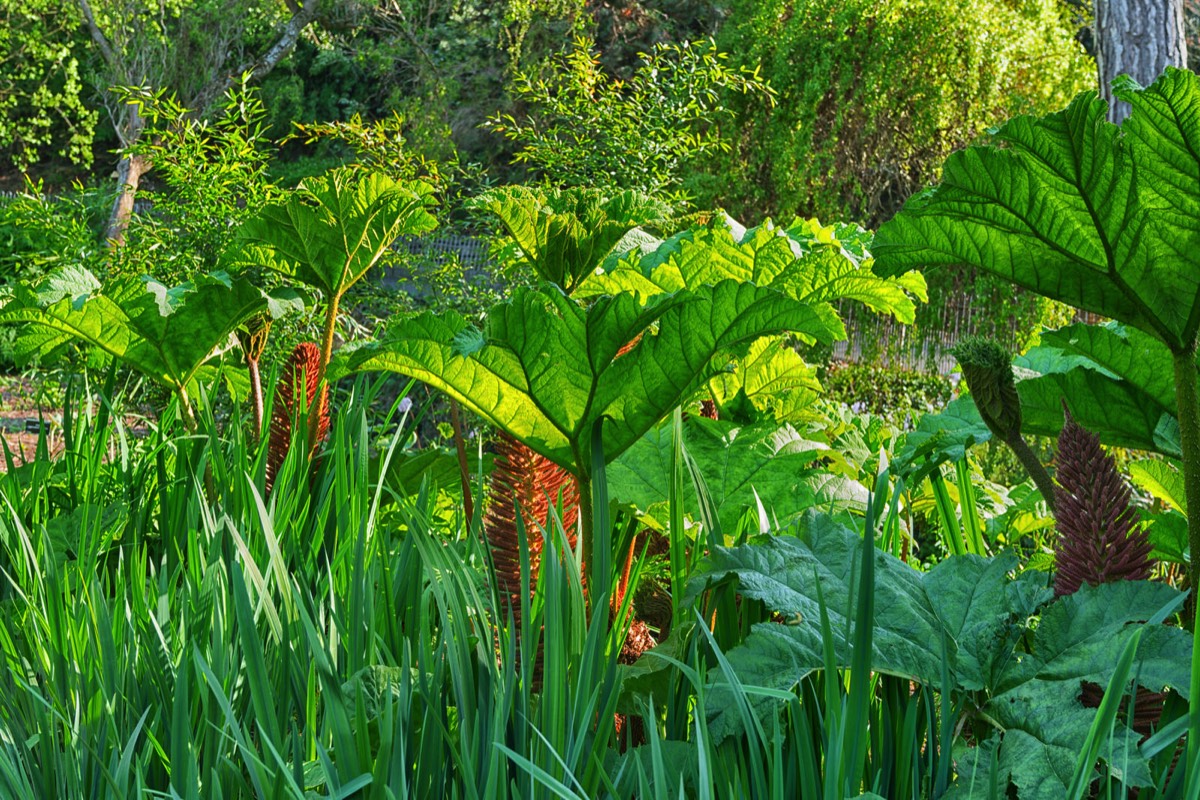 MAYDAY 2017 VISIT TO THE BOTANIC GARDENS 032