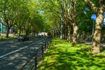  LEAFY DRUMCONDRA 