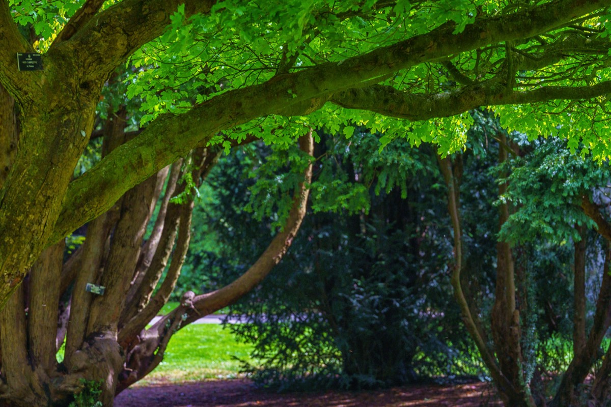 DISTORTED TREE TRUNKS IN THE BOTANIC GARDENS  001
