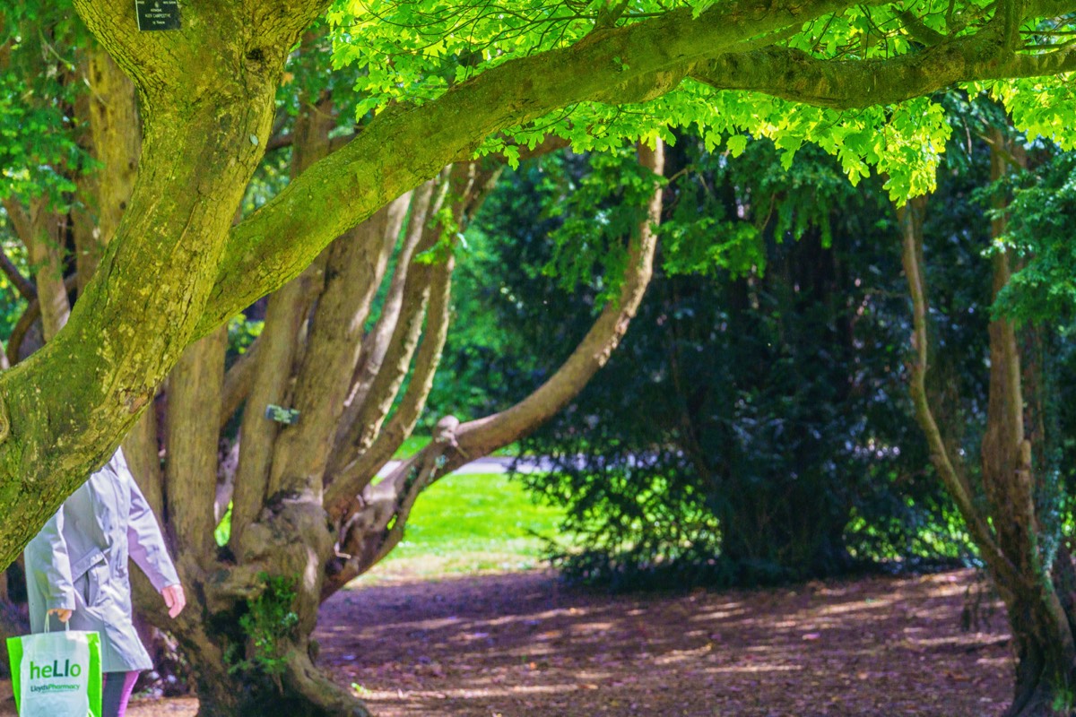 DISTORTED TREE TRUNKS IN THE BOTANIC GARDENS  002