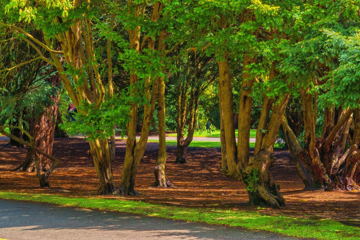 DISTORTED TREE TRUNKS IN THE BOTANIC GARDENS  003