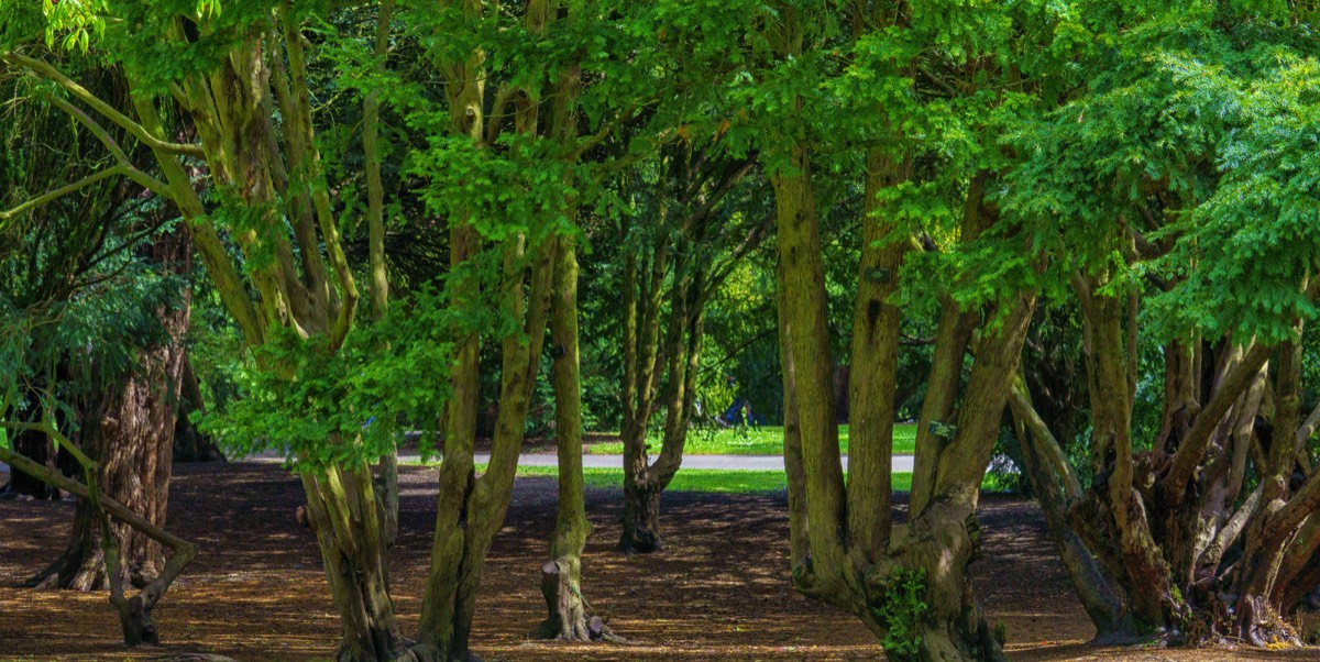 DISTORTED TREE TRUNKS IN THE BOTANIC GARDENS  004