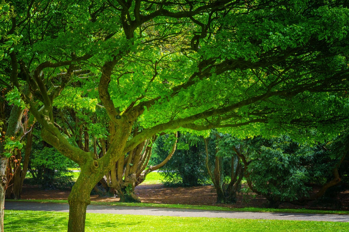 DISTORTED TREE TRUNKS IN THE BOTANIC GARDENS  005