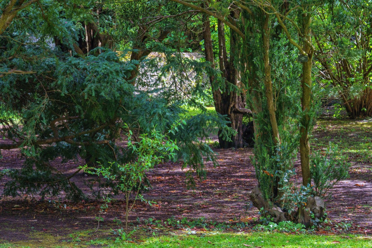 DISTORTED TREE TRUNKS IN THE BOTANIC GARDENS  006