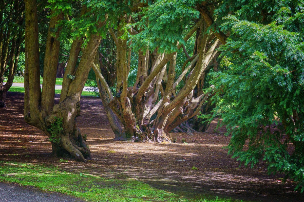 DISTORTED TREE TRUNKS IN THE BOTANIC GARDENS  007