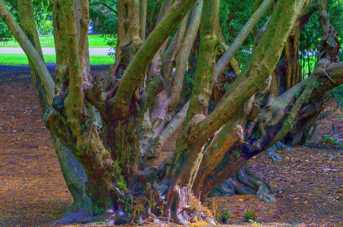 DISTORTED TREE TRUNKS IN THE BOTANIC GARDENS  008