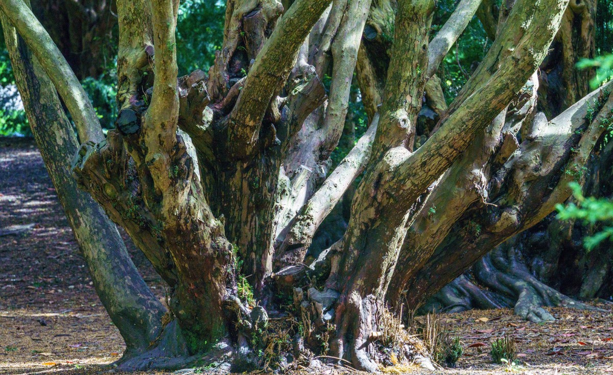 DISTORTED TREE TRUNKS IN THE BOTANIC GARDENS  009