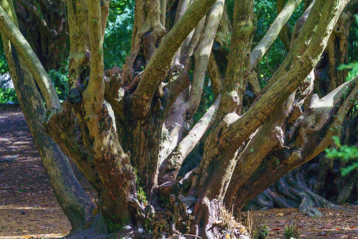 DISTORTED TREE TRUNKS IN THE BOTANIC GARDENS  010