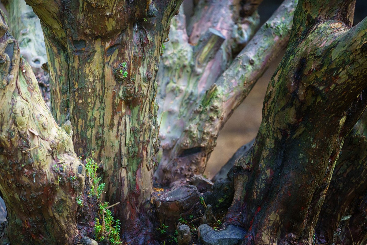 DISTORTED TREE TRUNKS IN THE BOTANIC GARDENS  011