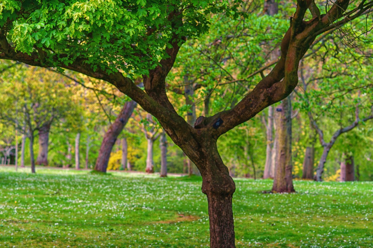 DISTORTED TREE TRUNKS IN THE BOTANIC GARDENS  012