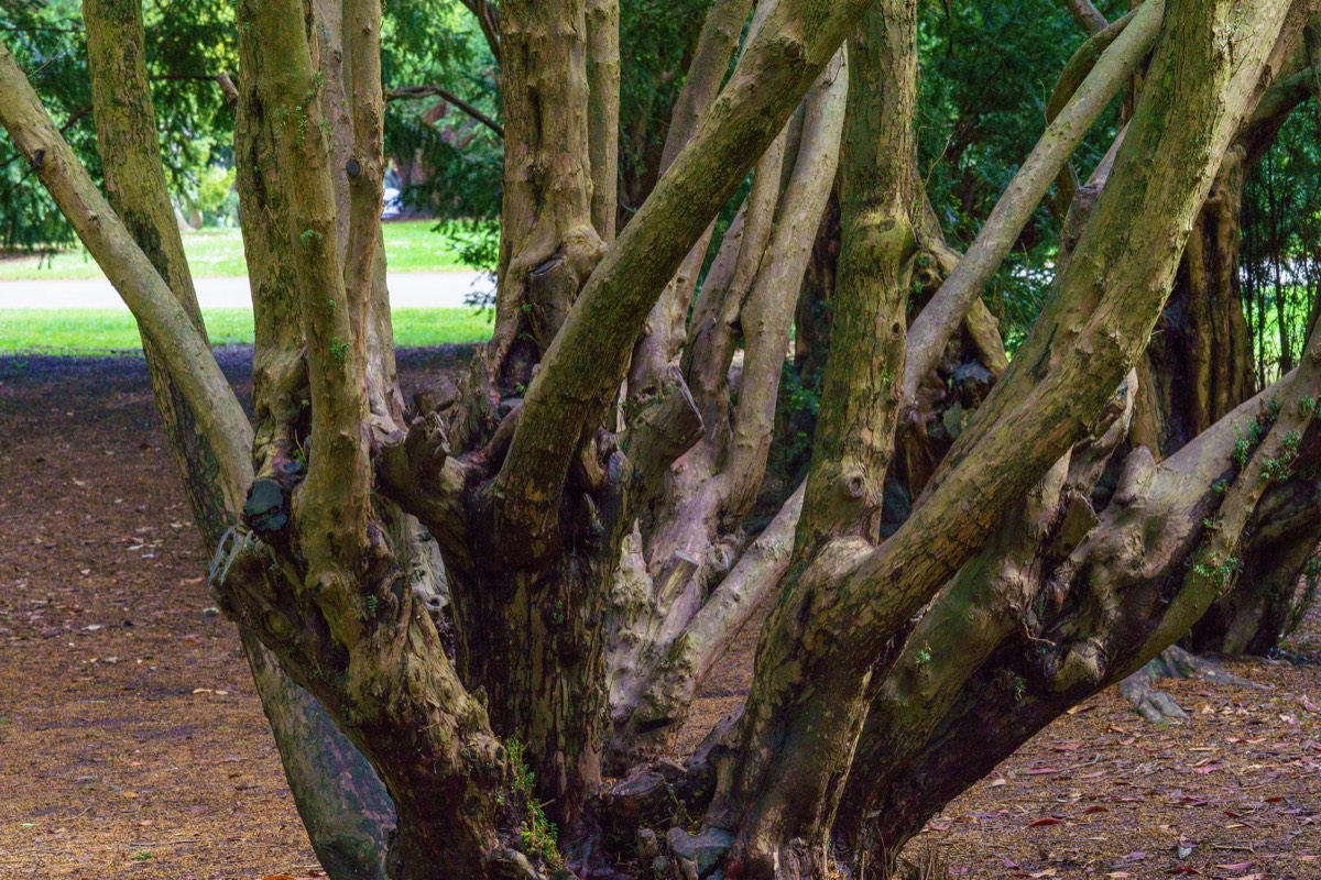 DISTORTED TREE TRUNKS IN THE BOTANIC GARDENS  013