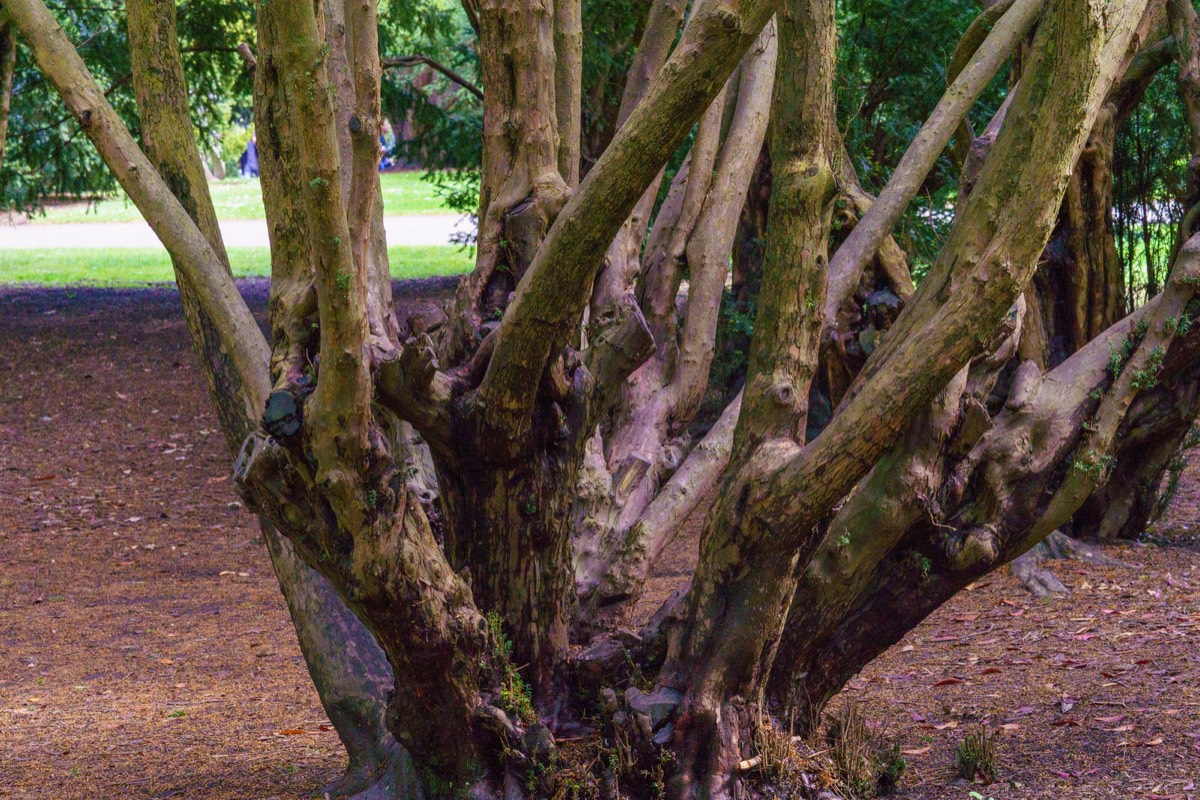 DISTORTED TREE TRUNKS IN THE BOTANIC GARDENS  014