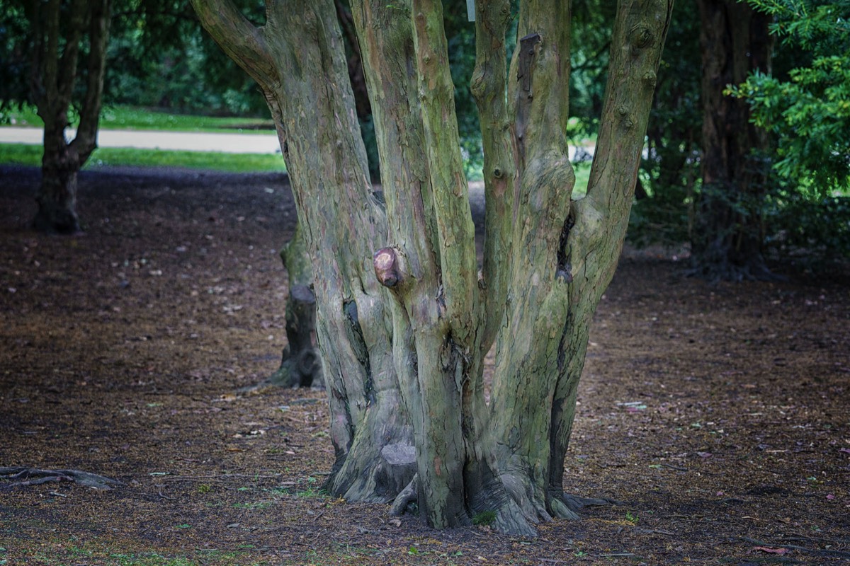 DISTORTED TREE TRUNKS IN THE BOTANIC GARDENS  015