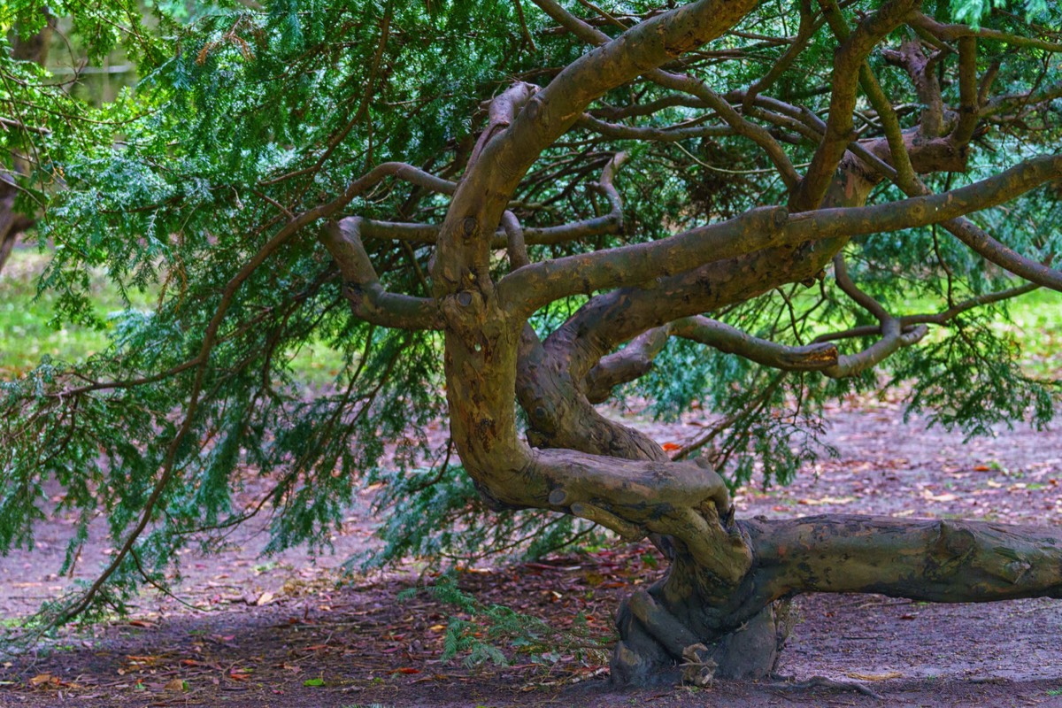 DISTORTED TREE TRUNKS IN THE BOTANIC GARDENS  016