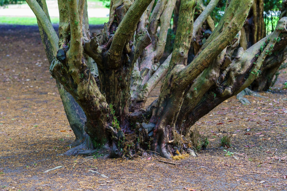 DISTORTED TREE TRUNKS IN THE BOTANIC GARDENS  018