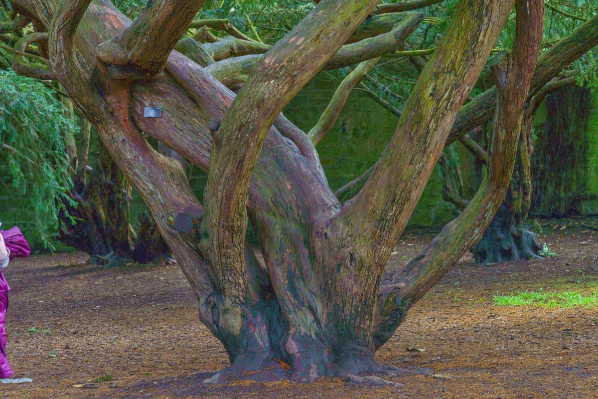 DISTORTED TREE TRUNKS IN THE BOTANIC GARDENS  019