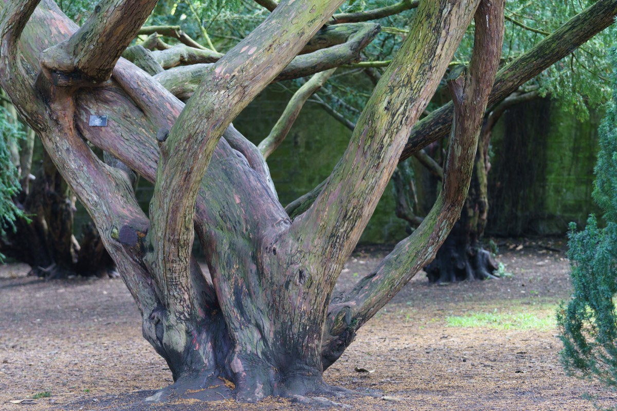 DISTORTED TREE TRUNKS IN THE BOTANIC GARDENS  021