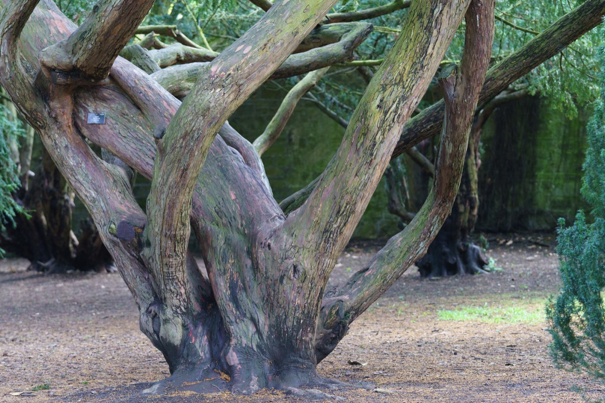 DISTORTED TREE TRUNKS IN THE BOTANIC GARDENS  022