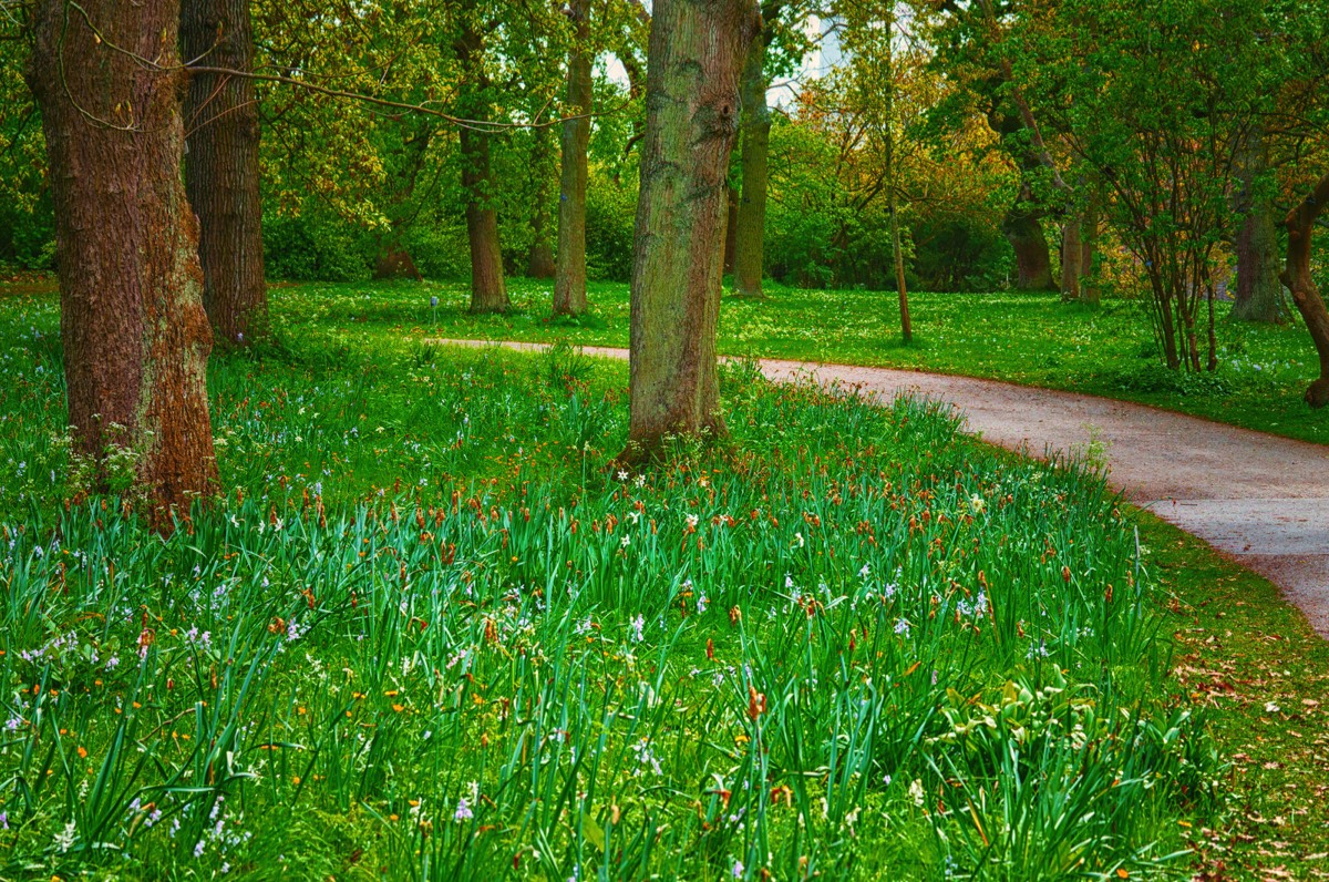  WILD MEADOW AREAS - BOTANIC GARDENS IN DUBLIN 001