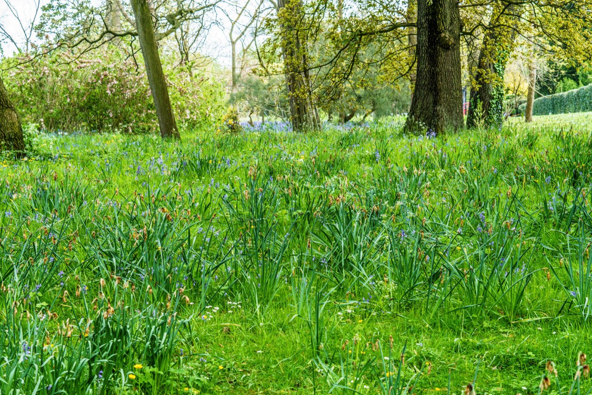 WILD MEADOW AREAS - BOTANIC GARDENS IN DUBLIN 005