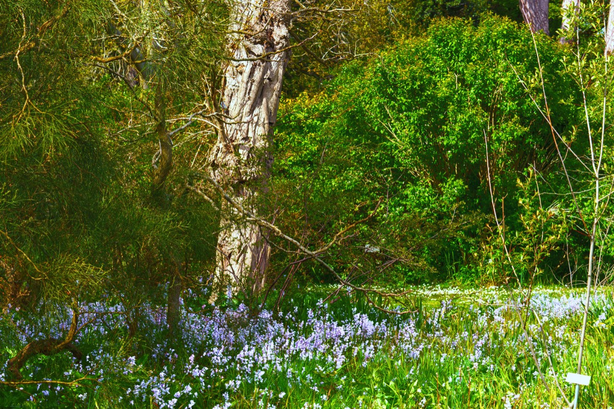 WILD MEADOW AREAS - BOTANIC GARDENS IN DUBLIN 007