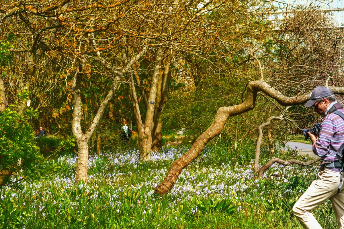 WILD MEADOW AREAS - BOTANIC GARDENS IN DUBLIN 010