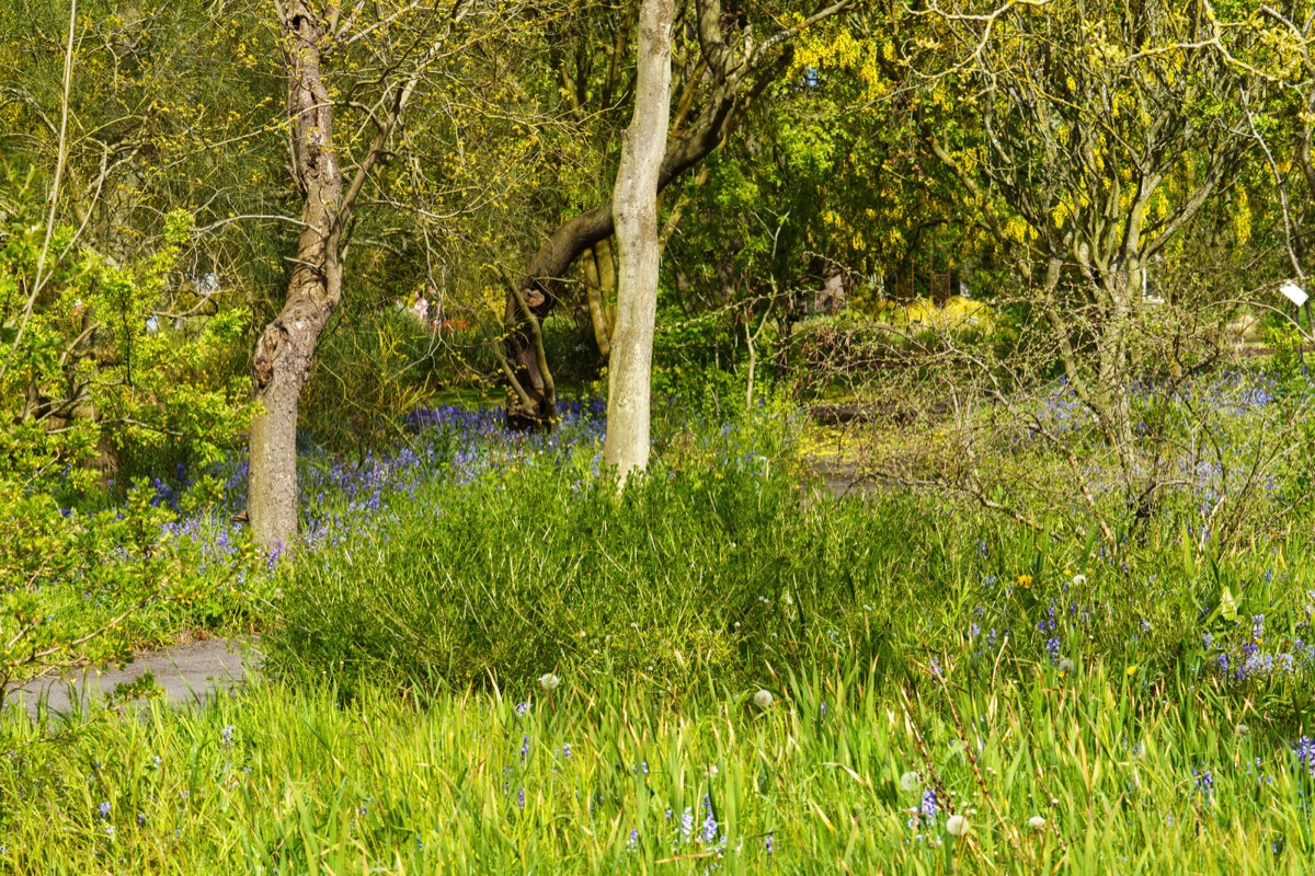 WILD MEADOW AREAS - BOTANIC GARDENS IN DUBLIN 012