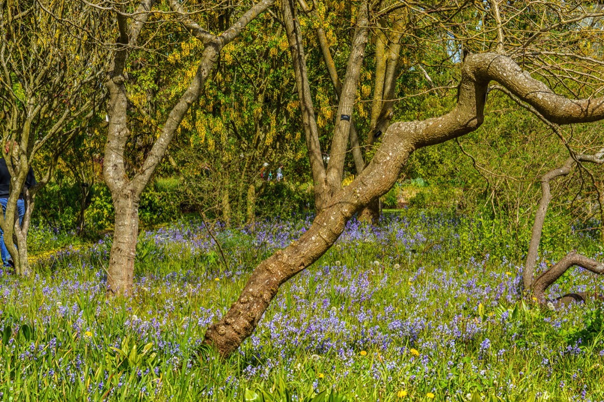 WILD MEADOW AREAS - BOTANIC GARDENS IN DUBLIN 013