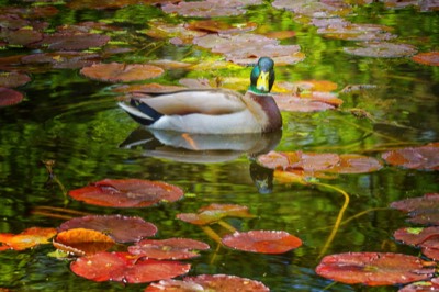  DUCKS ON POND 