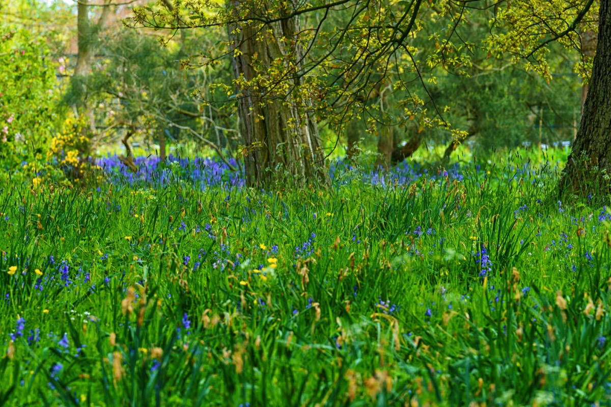 WILD MEADOW AREAS - BOTANIC GARDENS IN DUBLIN 003