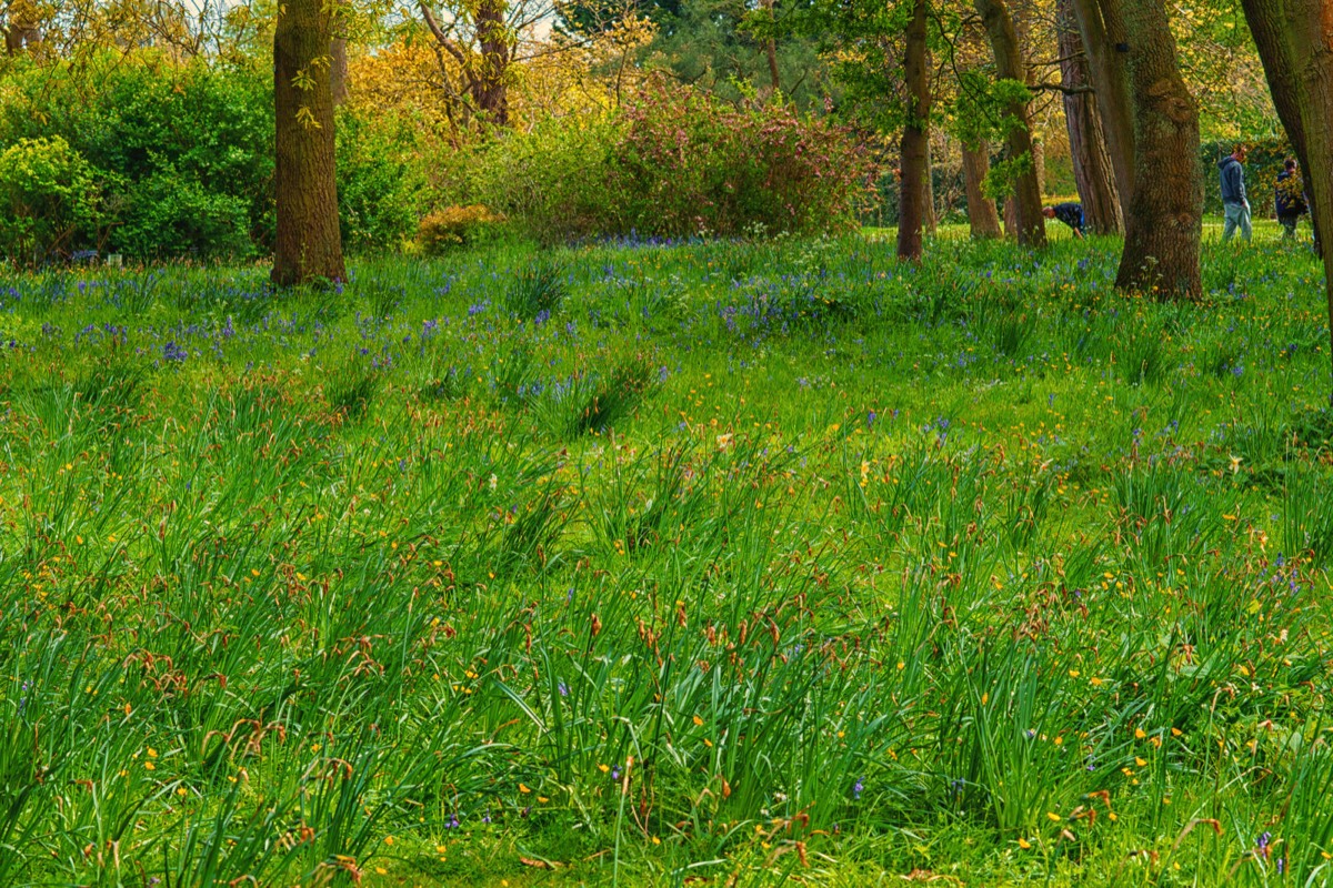 WILD MEADOW AREAS - BOTANIC GARDENS IN DUBLIN 004