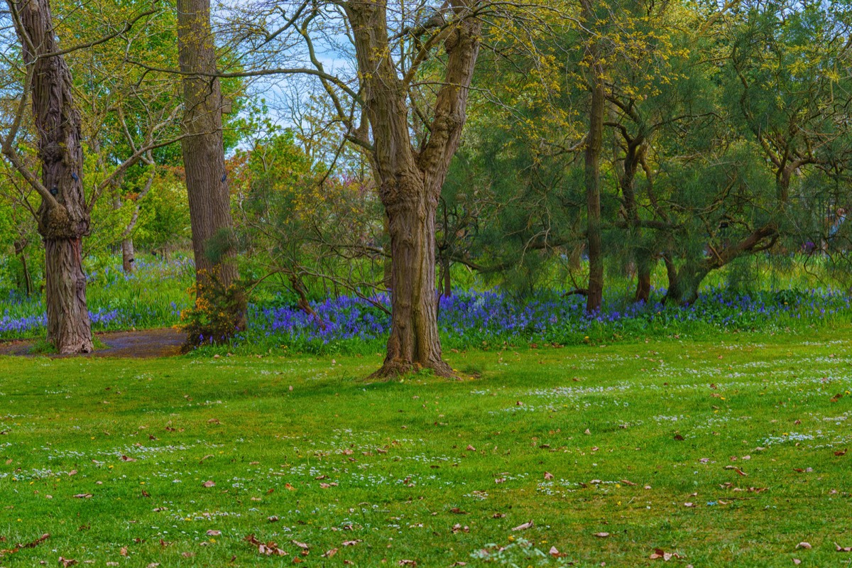 WILD MEADOW AREAS - BOTANIC GARDENS IN DUBLIN 006