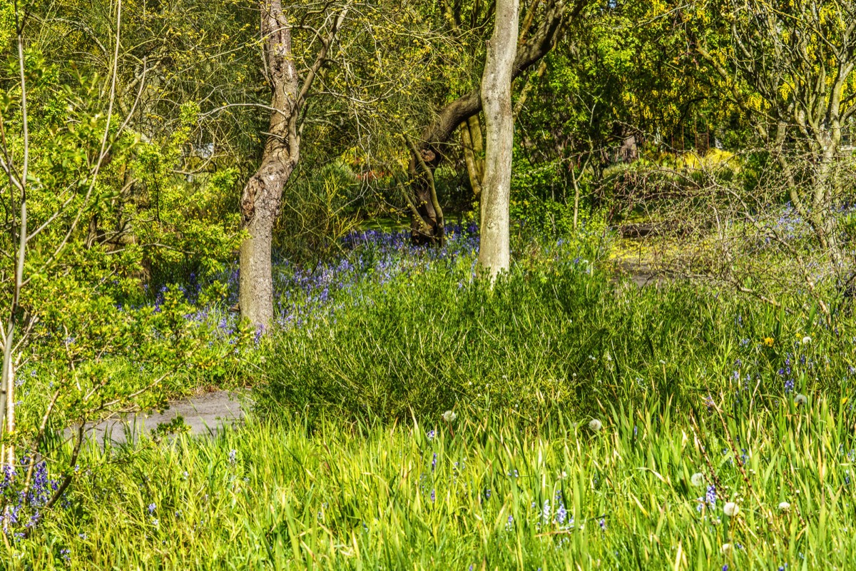 WILD MEADOW AREAS - BOTANIC GARDENS IN DUBLIN 011