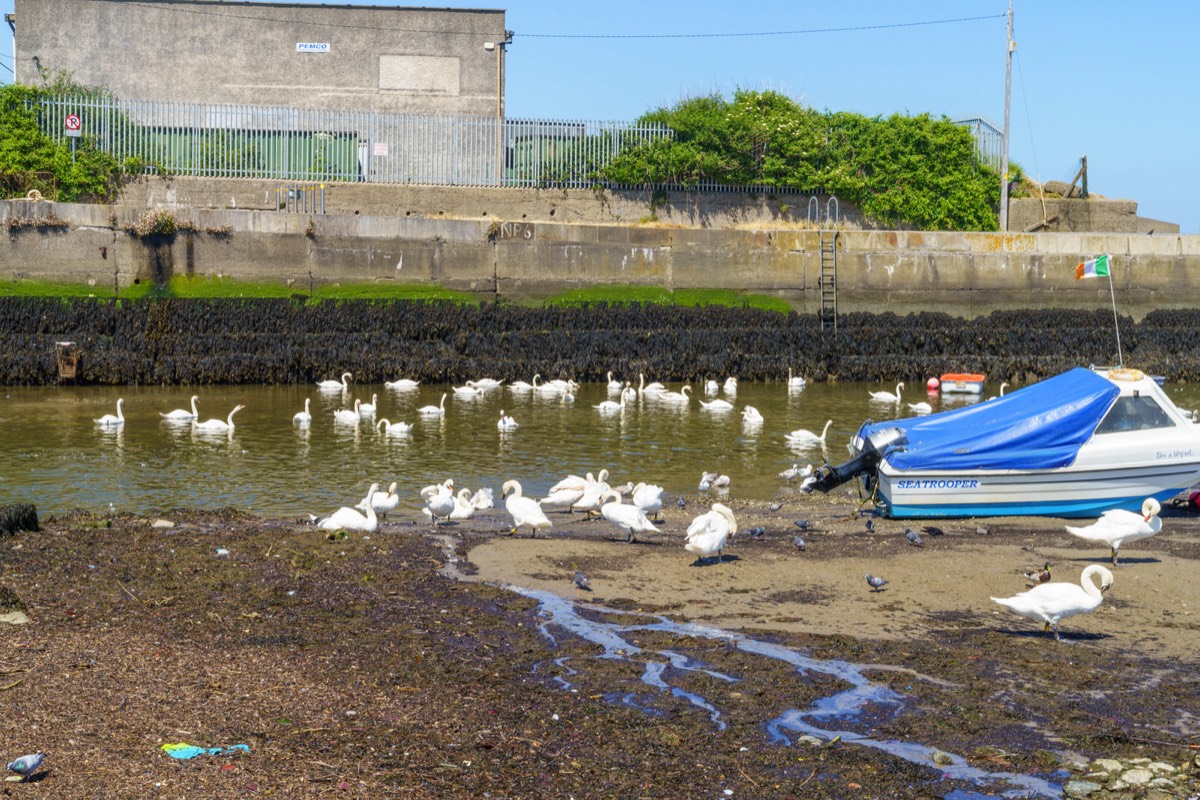 BRAY HARBOUR AND NEARBY 013