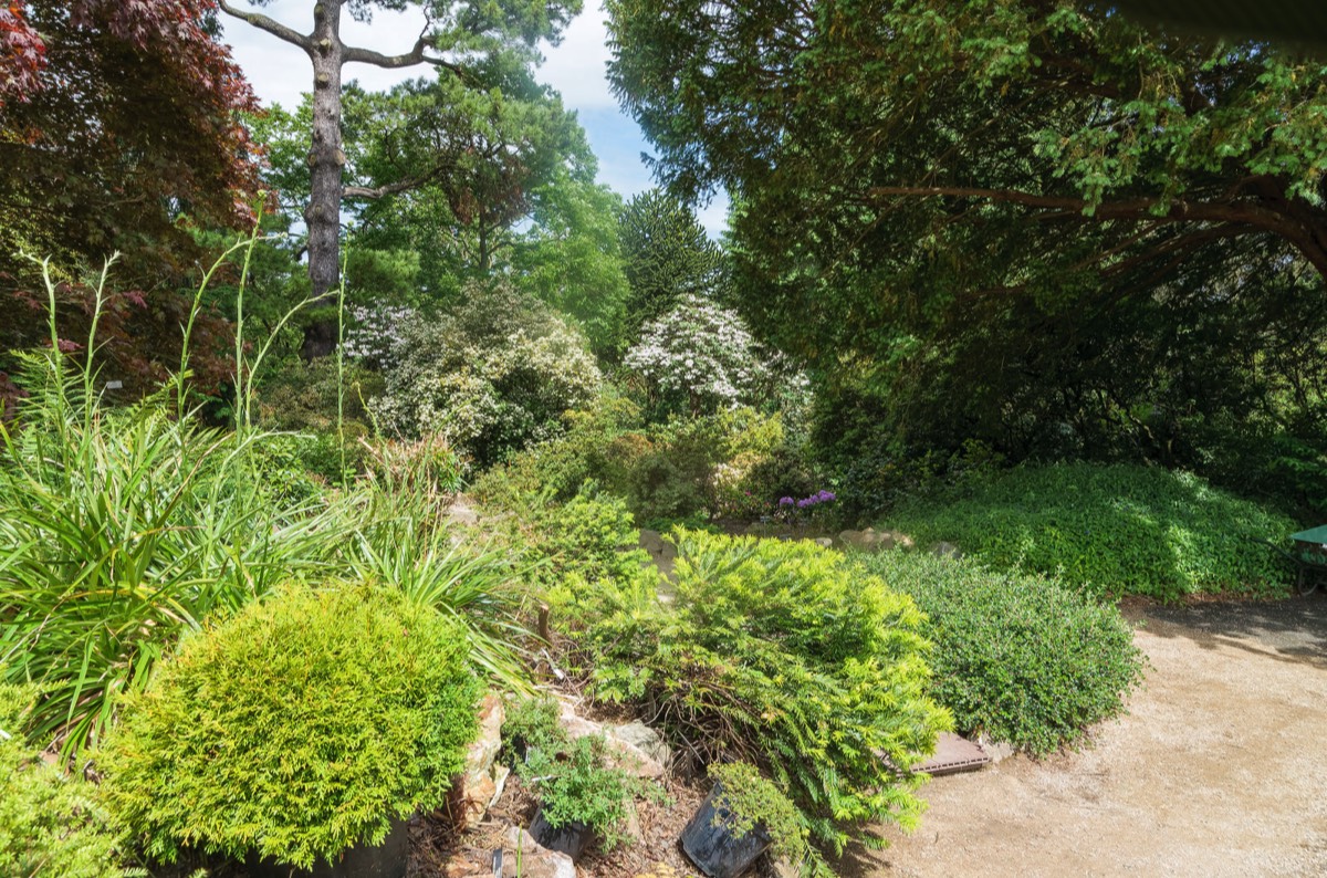 THE ROCKERY AT THE BOTANIC GARDENS WAS DEVELOPED IN THE 1880s  001