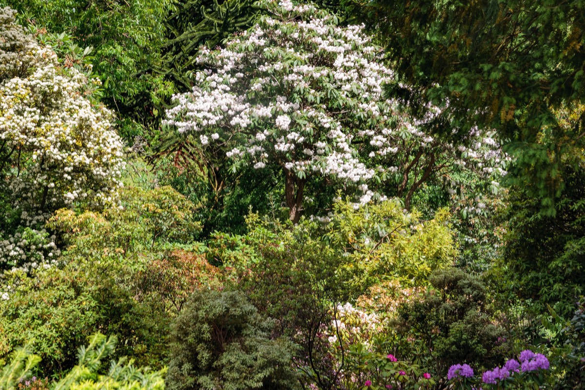 THE ROCKERY AT THE BOTANIC GARDENS WAS DEVELOPED IN THE 1880s  002