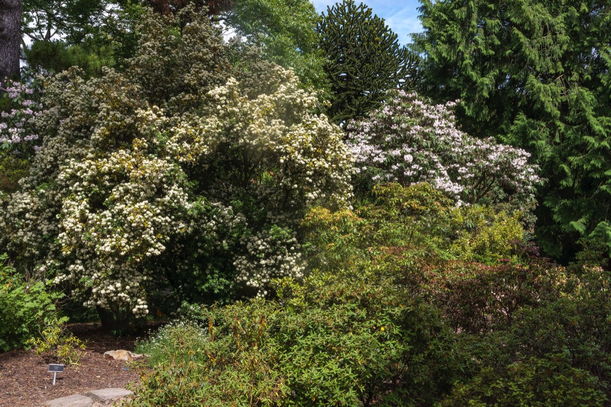 THE ROCKERY AT THE BOTANIC GARDENS WAS DEVELOPED IN THE 1880s  004