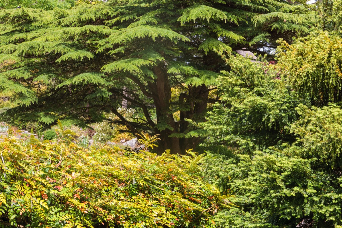 THE ROCKERY AT THE BOTANIC GARDENS WAS DEVELOPED IN THE 1880s  007