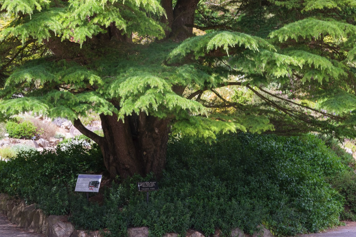 THE ROCKERY AT THE BOTANIC GARDENS WAS DEVELOPED IN THE 1880s  008