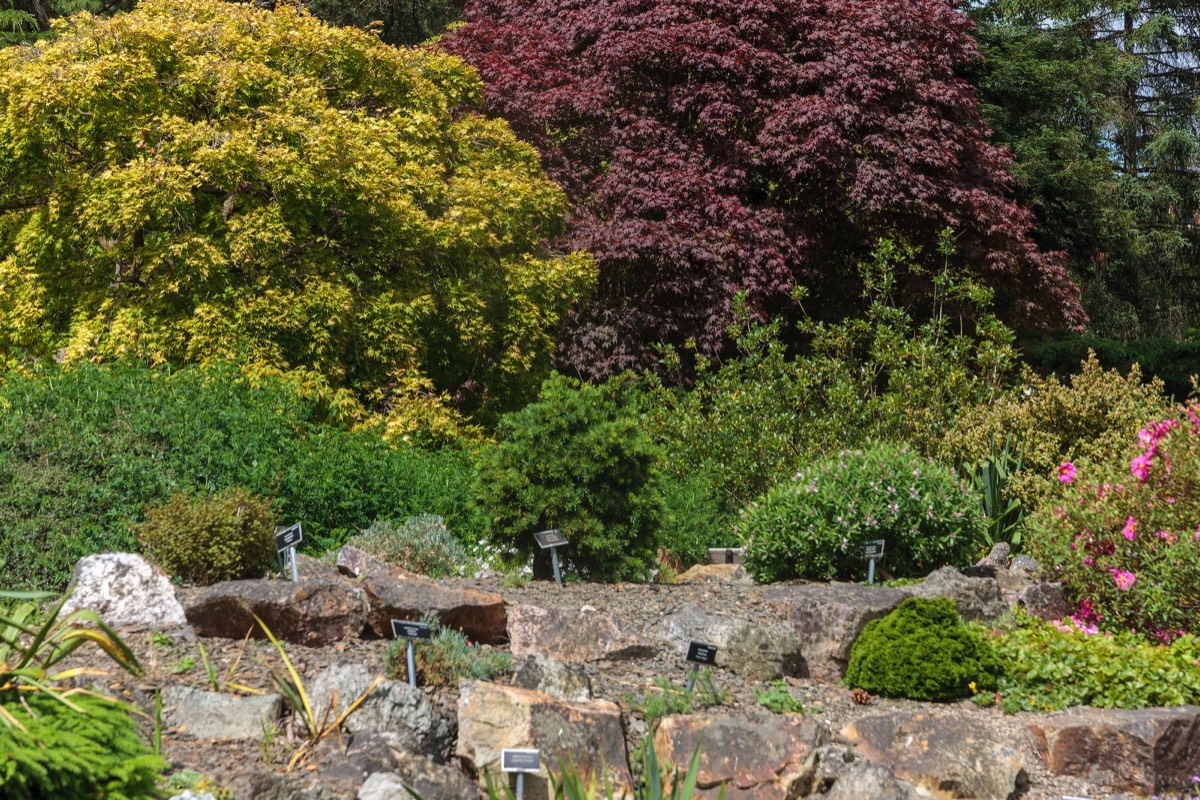 THE ROCKERY AT THE BOTANIC GARDENS WAS DEVELOPED IN THE 1880s  011