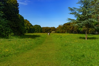  WILD MEADOW 