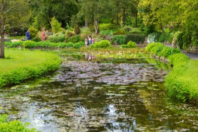  THE POND - BOTANIC GARDENS 