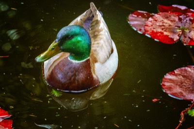  DUCKS ON THE POND 