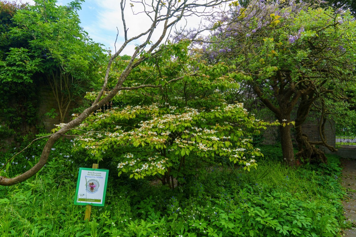 THE WALLED GARDEN AT SAINT ANNE