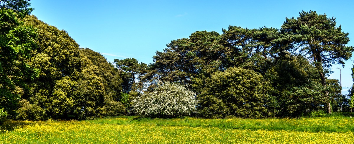 WILD MEADOWS AT SAINT ANNE