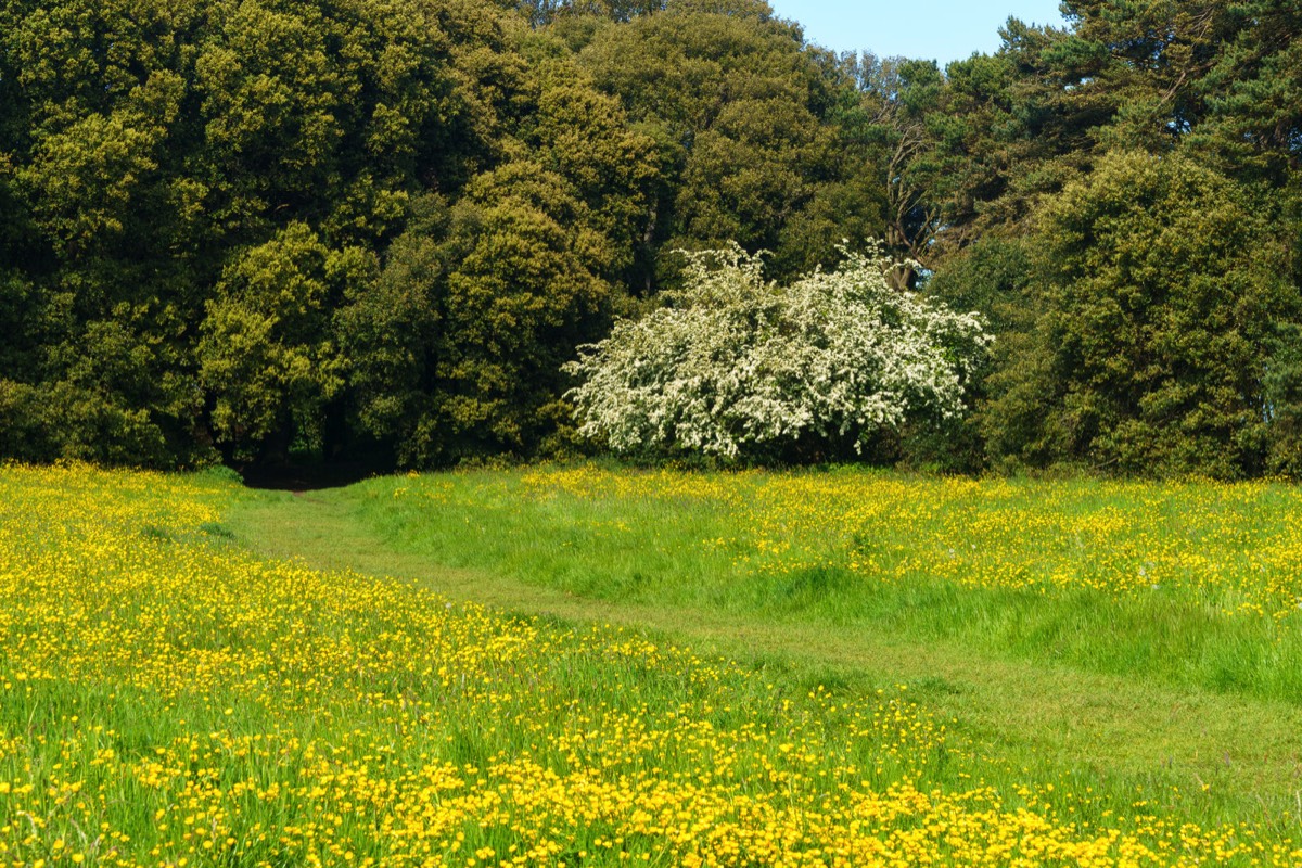 WILD MEADOWS AT SAINT ANNE