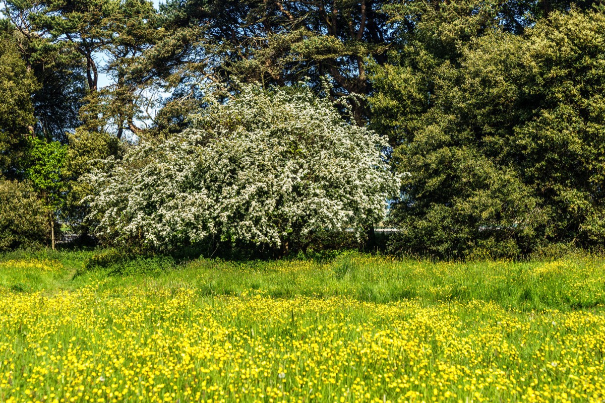 WILD MEADOWS AT SAINT ANNE