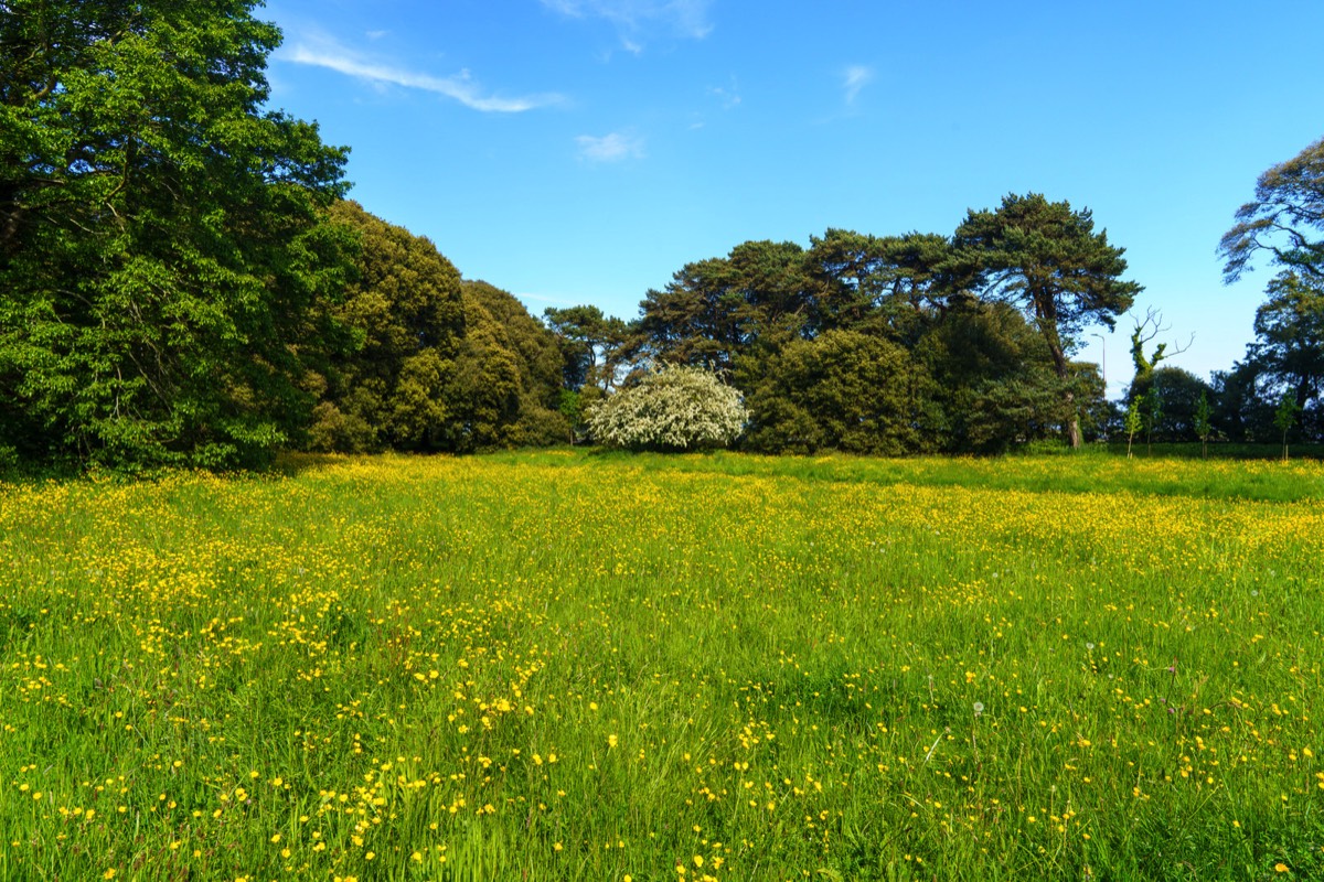 WILD MEADOWS AT SAINT ANNE